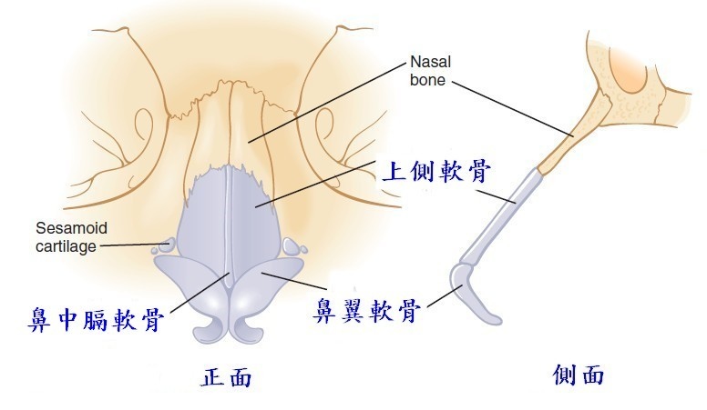 鼻整形奥秘（六）：鼻部軟骨(上側軟骨、鼻翼軟骨、鼻中膈軟骨)的利用是在哪一段?